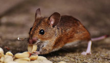 24 Hour & Emergency Exterminators in St Francisville, IL